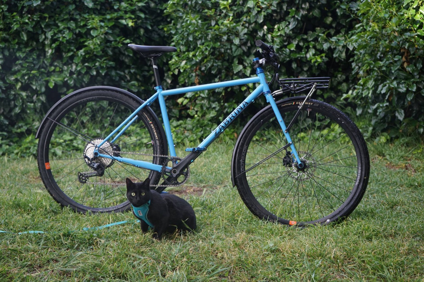 Sky blue flat-bar gravel bike with rack and fenders, a black cat sitting in front
